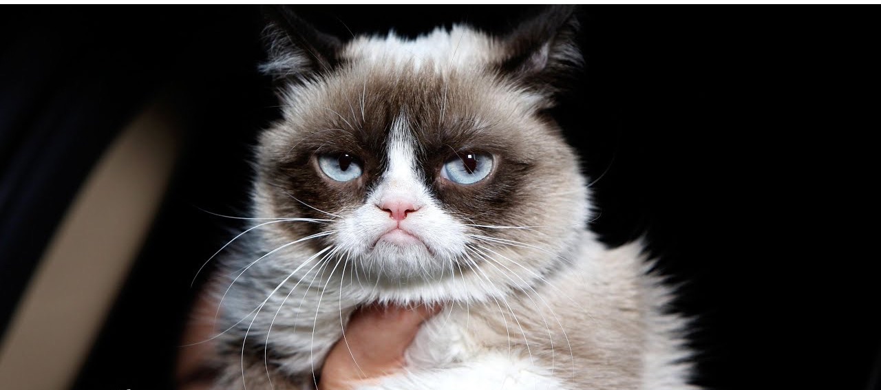 grumpycat